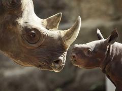 Mantis and AccorHotels partner for conservation.