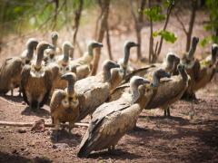 Hundreds of vultures have benefited from the vulture feeding programme.