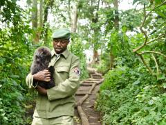 Virunga National Park is home to 800 mountain gorillas protected by 500 rangers.