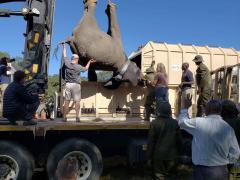 Saving lives, one elephant at a time.