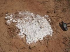 Lactating female elephant has died from cyanide poisoning. Image courtesy of Bumi Hills Foundation.