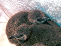 28 African penguin chicks saved: every chick counts.