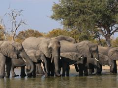 Hunting ban on elephants may be lifted in Botswana. 
