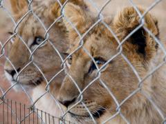 Fair Trade Tourism’s Captive Wildlife Guidelines will be made available from July 2.