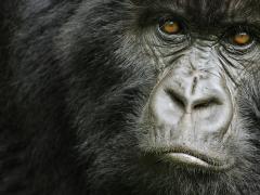 A new survey has found numbers now exceed 1 000.