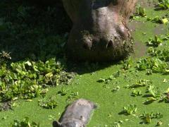 A hippo has given birth to twins in Zambia.