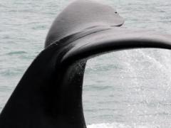 Marine Dynamics in South Africa’s Gansbaai has launched the Marine Guiding Training School.