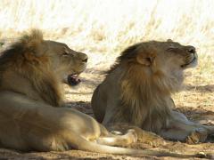 The Limpopo Lion Protection Team was launched with success.