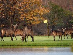 Southern and Eastern Africa is home to a number of beautiful golf destinations.