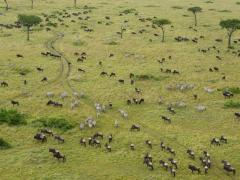 The Maasai Mara National  Reserve is home to dozens of wildlife species.