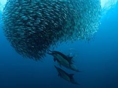 Massive sardine shoals have been spotted off the east coast of South Africa in time for the annual Sardine Run.