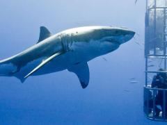 Shark-cage diving has come under fire.