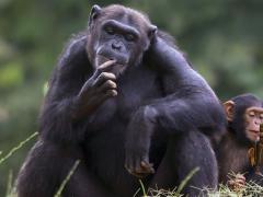 Chimpanzees could open up tourism opportunities as great as those of gorillas.