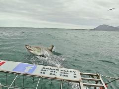 SA’s shark population under the spotlight.