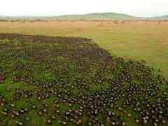 Witness the World Cup Migration.