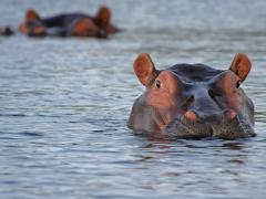 The motion to cull 1 250 hippos is under Cabinet review.