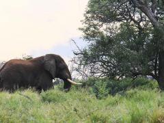 Zinave National Park welcomes elephants.
