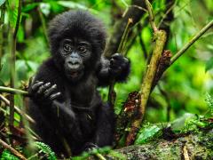 The 2018 Kwita Izina Festival has been launched, in which 23 baby gorillas will be named.