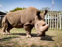 Scientists have developed techniques to create embryos for the near-extinct Northern White Rhino.