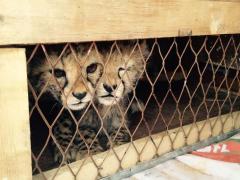 Cheetah cub petting has fallen under the spotlight recently.