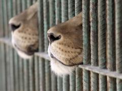 Following research and consultation, FTT has launched its Captive Wildlife Guidelines.