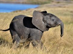 The Conservation & Wildlife Fund will introduce a levy increase for travel from 2019 and 2020.