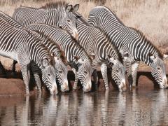 A census has revealed almost 500 more animals in 2018 than in 2016.