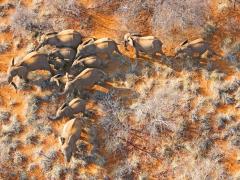 200 Elephants are being moved to Mozambique.