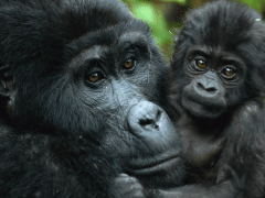 Augustine Tours has created itineraries specifically to promote East Africa’s tourism industry.