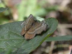 The government of Rwanda has been working on plans to ready Gishwati-Mukura National Park by 2019. Credit: Gishwati-Mukura National Park.