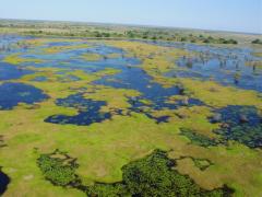 The Peace Parks Foundation is strengthening efforts in the Great Limpopo TFCA.