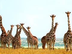 Giraffes to be moved for conservation.