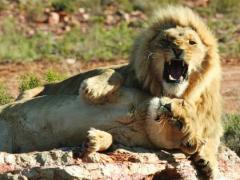 Aquila Private Game Reserve has bought Inverdoorn Private Game Reserve in the Western Cape. Credit: Aquila.