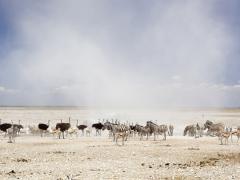 Acacia Africa analysis produces some unexpected findings, with Namibia stealing the top spot.