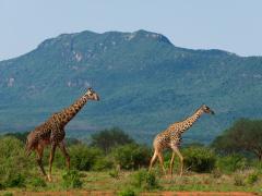 Tsavo East National Park.