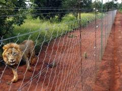 Reserves in the Greater Kruger are violating a number of protocols and regulations that permitted the dropping of fences with the Kruger.