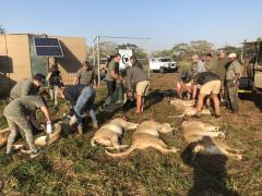 24 lions are being relocated to central Mozambique, in an attempt to repopulate habitats where the species has become endangered. Credits: 24lions.org.