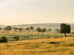Luxury lodge welcomes guests to the Serengeti.