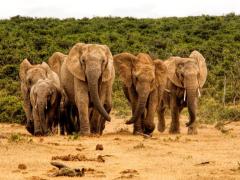Poachers have killed 40 elephants in a conservation area. 