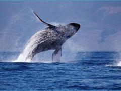 Ilha Blue promotes responsible whale watching as a platform, which will launch shortly, to help track the migration of these marine giants.