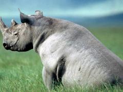 Kenya’s tourism industry voices its concerns following the death of 11 rhinos.