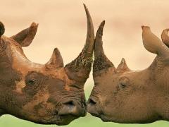 All proceeds of new levy will go to the Machaba Foundation, helping both communities and the wildlife it lives with.