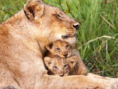 SANParks has opened the tender process for the management of the Skukuza Safari Lodge, through a private public partnership.