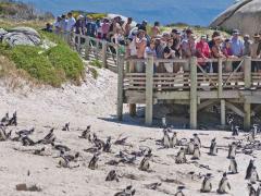 SANParks has introduced online ticketing options, hoping to create easier access at Boulders and Cape Point.