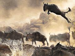 Surplus wildlife makes its way to Mozambique.