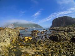 Knysna’s Featherbed Private Nature Reserve was almost completely destroyed in June last year. Credit: Featherbed Co.