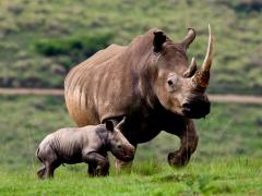 Integrity management system aids rhino anti-poaching efforts.