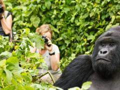 UWA will now allow 17 groups to be tracked, in response to increased demand.