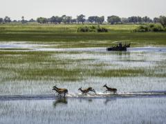 The Okavango Delta offers adventure, wildlife and spectacular views year-round. Credit: Dana Allen, Wilderness Safaris.