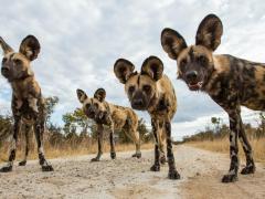 Hideaways officially opens Mtoa gate, providing guests of Elephant’s Eye direct access into Hwange National Park.